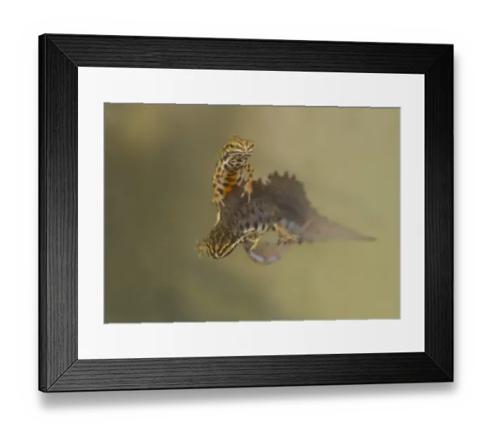 Framed Print : Smooth Newt (Lissotriton vulgaris) two adult males, in breeding colours, underwater in dew pond, Lathkil Dale, Peak District, Derbyshire, England, may Framed Print : Smooth Newt (Lissotriton vulgaris) two adult males, in breeding colours, underwater in dew pond, Lathkil Dale, Peak District, Derbyshire, England, may