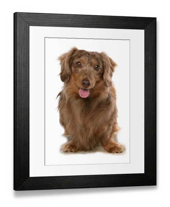 Framed Print : Domestic Dog, Long-haired Dachshund, adult, standing Framed Print : Domestic Dog, Long-haired Dachshund, adult, standing