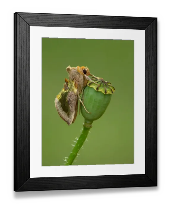 Framed Print : Burnished Brass Moth (Diachrysia chrysitis) adult, resting on poppy seedpod in wasteground, Leicestershire, England, june Framed Print : Burnished Brass Moth (Diachrysia chrysitis) adult, resting on poppy seedpod in wasteground, Leicestershire, England, june