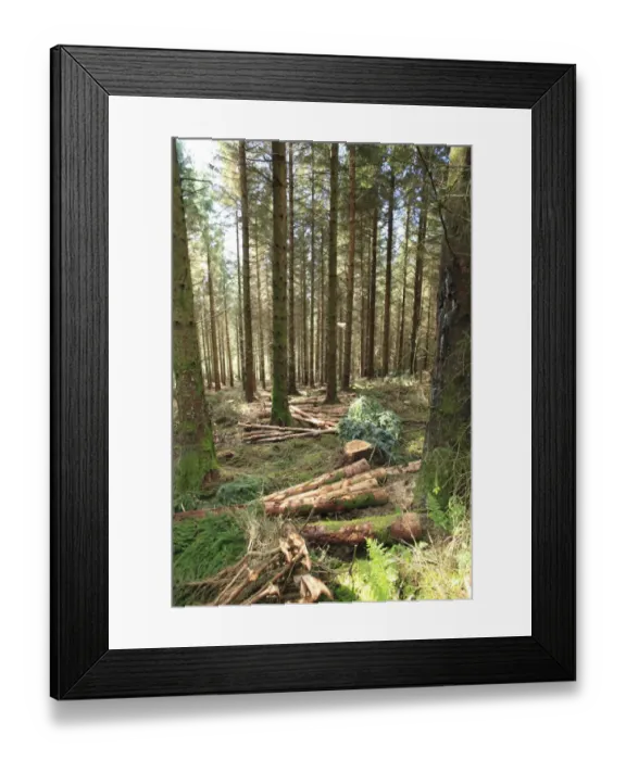 Framed Print : Felled timber in thinned Sitka Spruce (Picea sitchensis) plantation, Hafren Forest, Powys, Wales, october Framed Print : Felled timber in thinned Sitka Spruce (Picea sitchensis) plantation, Hafren Forest, Powys, Wales, october