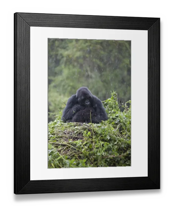 Framed Print : Mountain Gorilla (Gorilla beringei beringei) adult female with young, sitting on nest during rainfall, Volcanoes N. P. Virunga Mountains, Rwanda Framed Print : Mountain Gorilla (Gorilla beringei beringei) adult female with young, sitting on nest during rainfall, Volcanoes N. P. Virunga Mountains, Rwanda
