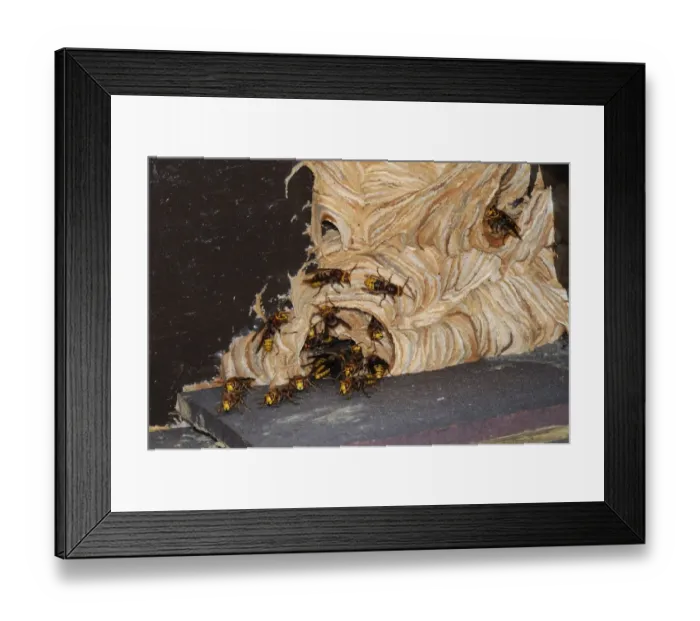 Framed Print : European Hornet (Vespa crabro) adults, at entrance of nest under house eaves, Oxfordshire, England, september