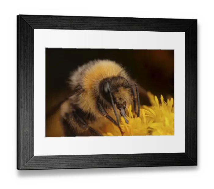 Framed Print : Common White-tailed Bumblebee (Bombus lucorum) adult, feeding on goldenrod flower, Leicestershire, England, july Framed Print : Common White-tailed Bumblebee (Bombus lucorum) adult, feeding on goldenrod flower, Leicestershire, England, july