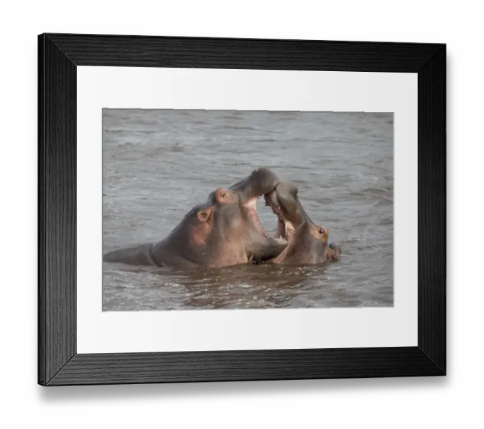 Framed Print : Hippopotamus (Hippopotamus amphibius) two immatures, close-up of heads, fighting in water, Serengeti N. P. Tanzania, november Framed Print : Hippopotamus (Hippopotamus amphibius) two immatures, close-up of heads, fighting in water, Serengeti N. P. Tanzania, november
