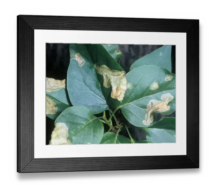 Framed Print : Moth - Leaf Mines Close-up / damaged Lilac leaves Framed Print : Moth - Leaf Mines Close-up / damaged Lilac leaves