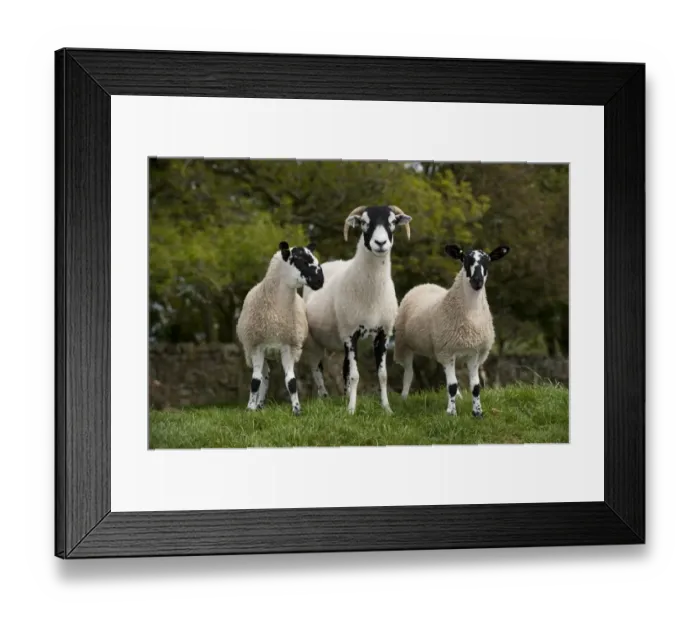 Framed Print : Domestic Sheep, Swaledale ewe with twin mule gimmer lambs, standing in pasture, England, june Framed Print : Domestic Sheep, Swaledale ewe with twin mule gimmer lambs, standing in pasture, England, june