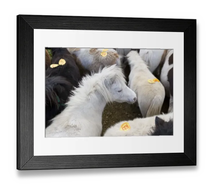 Framed Print : Ponies with auction numbers in pen at sale, New Forest, Hampshire, England, october Framed Print : Ponies with auction numbers in pen at sale, New Forest, Hampshire, England, october
