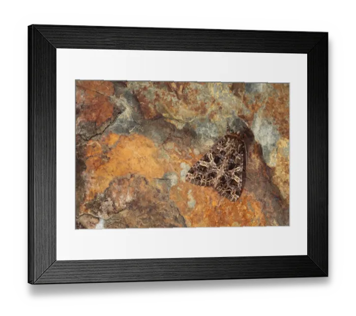 Framed Print : Lychnis Moth (Hadena bicruris) adult, camouflaged on stone, Pyrenees, Ariege, France, may Framed Print : Lychnis Moth (Hadena bicruris) adult, camouflaged on stone, Pyrenees, Ariege, France, may