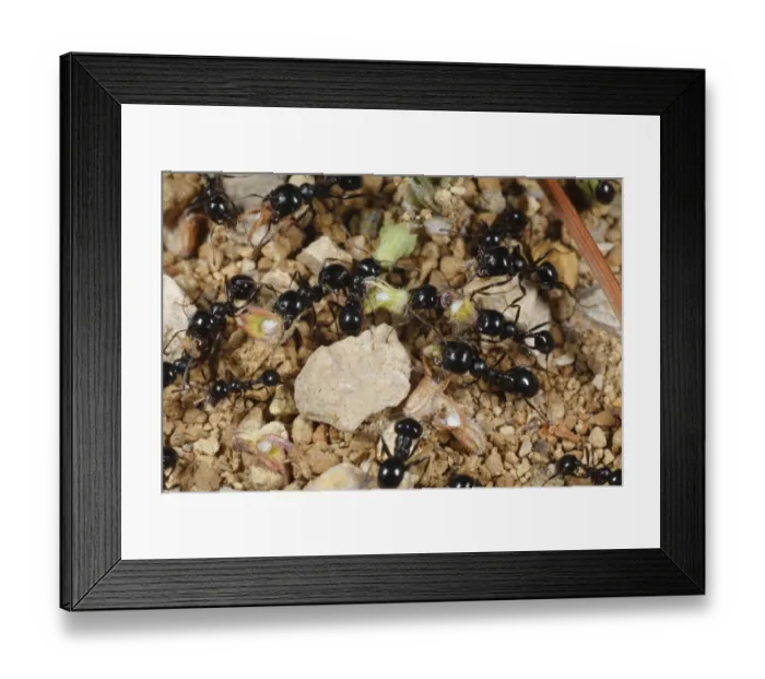 Framed Print : Harvester Ant (Messor barbara) adult workers, large and small headed types, collecting seeds, near Minerve, Herault, Languedoc-Roussillon, France, may Framed Print : Harvester Ant (Messor barbara) adult workers, large and small headed types, collecting seeds, near Minerve, Herault, Languedoc-Roussillon, France, may