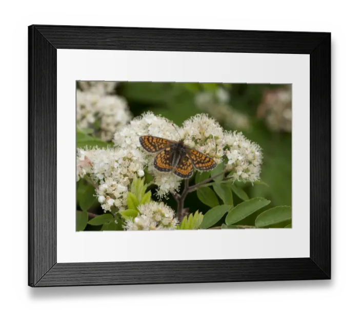 Framed Print : Marsh Fritillary (Euphydryas aurinia) adult, feeding on Rowan (Sorbus aucuparia) flowers, England, may Framed Print : Marsh Fritillary (Euphydryas aurinia) adult, feeding on Rowan (Sorbus aucuparia) flowers, England, may