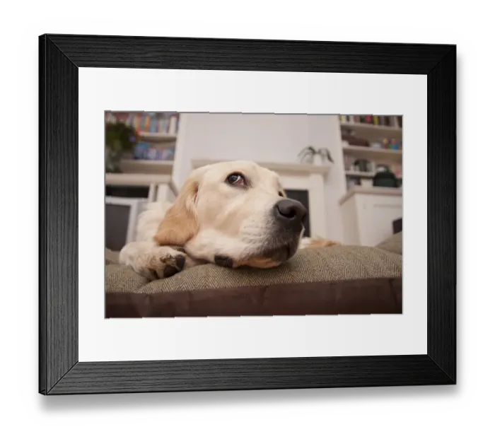 Framed Print : Domestic Dog, Golden Retriever, puppy, close-up of head, resting on cushion, England