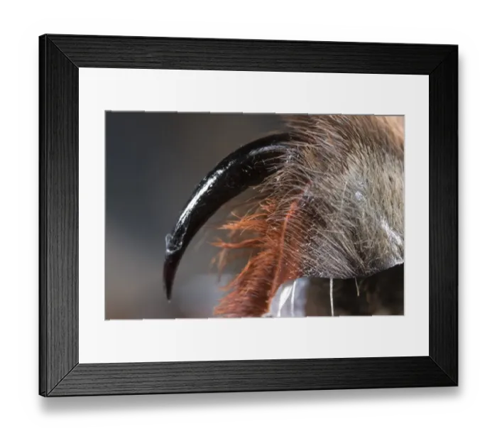 Framed Print : Chilean Rose Tarantula (Grammostola rosea) adult, close-up of fang, Chile Framed Print : Chilean Rose Tarantula (Grammostola rosea) adult, close-up of fang, Chile