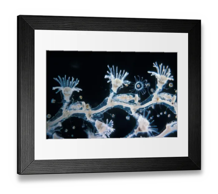Framed Print : Hydroid (Obelia geniculata) Hydranths, gonothecal & a medusa just released Framed Print : Hydroid (Obelia geniculata) Hydranths, gonothecal & a medusa just released