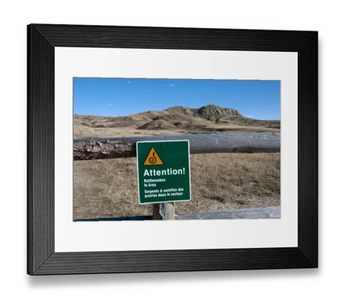 Framed Print : Attention! Rattlesnakes in Area warning sign on fence in shortgrass prairie, West Bloc, Grasslands N. P. Southern Saskatchewan, Canada, october Framed Print : Attention! Rattlesnakes in Area warning sign on fence in shortgrass prairie, West Bloc, Grasslands N. P. Southern Saskatchewan, Canada, october