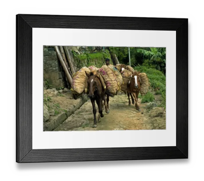 Framed Print : Horses loaded with sacks, carrying harvested crop, Vattavada, Western Ghats, Kerala, India Framed Print : Horses loaded with sacks, carrying harvested crop, Vattavada, Western Ghats, Kerala, India