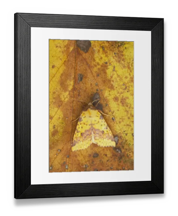 Framed Print : Pink-barred Sallow Moth (Xanthia togata) adult, resting on leaf, Essex, England Framed Print : Pink-barred Sallow Moth (Xanthia togata) adult, resting on leaf, Essex, England