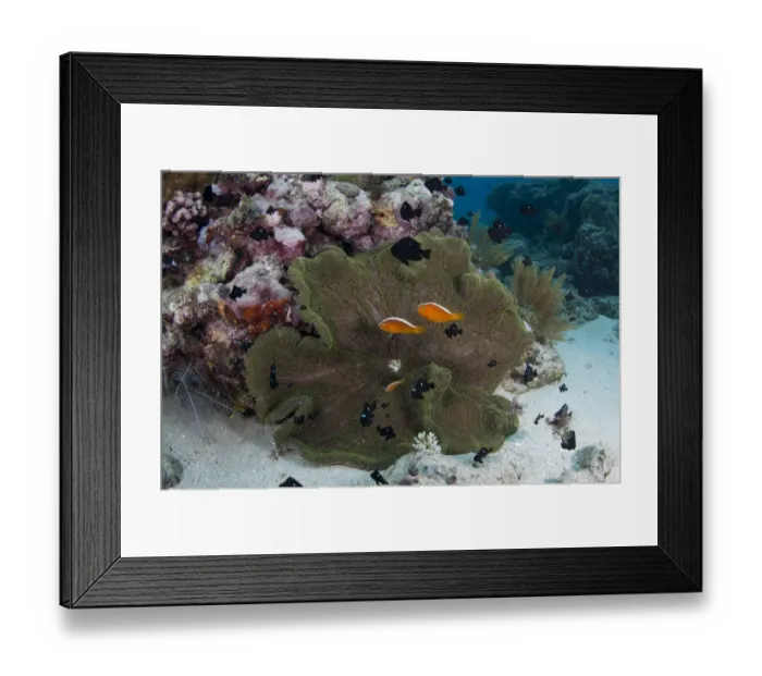 Framed Print : Orange Skunk Anemonefish (Amphiprion sandaracinos) and Threespot Dascyllus (Dascyllus trimaculatus) shoal, swimming beside Magnificent Sea Anemone (Heteractis magnifica), Wetar Island, Barat Daya Islands, Lesser Sunda Islands, Maluku Province Framed Print : Orange Skunk Anemonefish (Amphiprion sandaracinos) and Threespot Dascyllus (Dascyllus trimaculatus) shoal, swimming beside Magnificent Sea Anemone (Heteractis magnifica), Wetar Island, Barat Daya Islands, Lesser Sunda Islands, Maluku Province