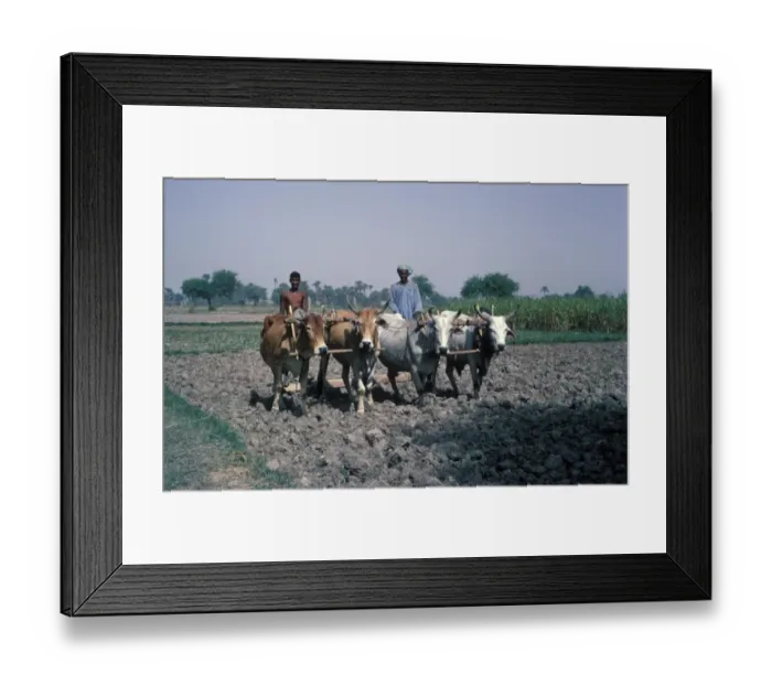 Framed Print : Farming - Pakistan men with four Bullocks / Rolling soil / Gagri / West Pakistan Framed Print : Farming - Pakistan men with four Bullocks / Rolling soil / Gagri / West Pakistan