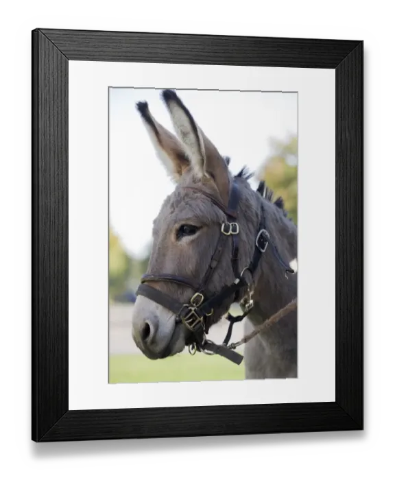 Framed Print : Donkey, adult, close-up of head, wearing bridle and headcollar, England, october