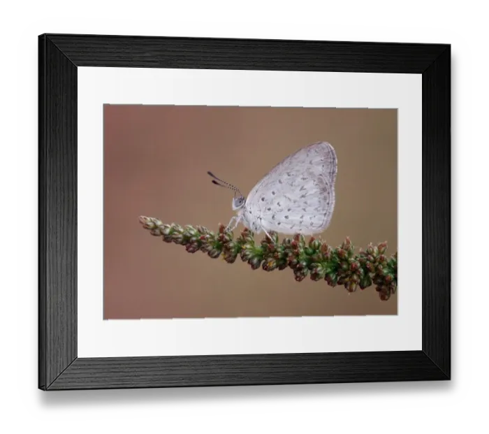 Framed Print : Common Grass-blue (Zizina labradus) adult, resting on flowerhead, Northern Australia, september Framed Print : Common Grass-blue (Zizina labradus) adult, resting on flowerhead, Northern Australia, september
