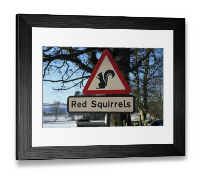 Framed Print : Eurasian Red Squirrel (Sciurus vulgaris) warning sign, beside road in snow, Cumbria, England, winter Framed Print : Eurasian Red Squirrel (Sciurus vulgaris) warning sign, beside road in snow, Cumbria, England, winter
