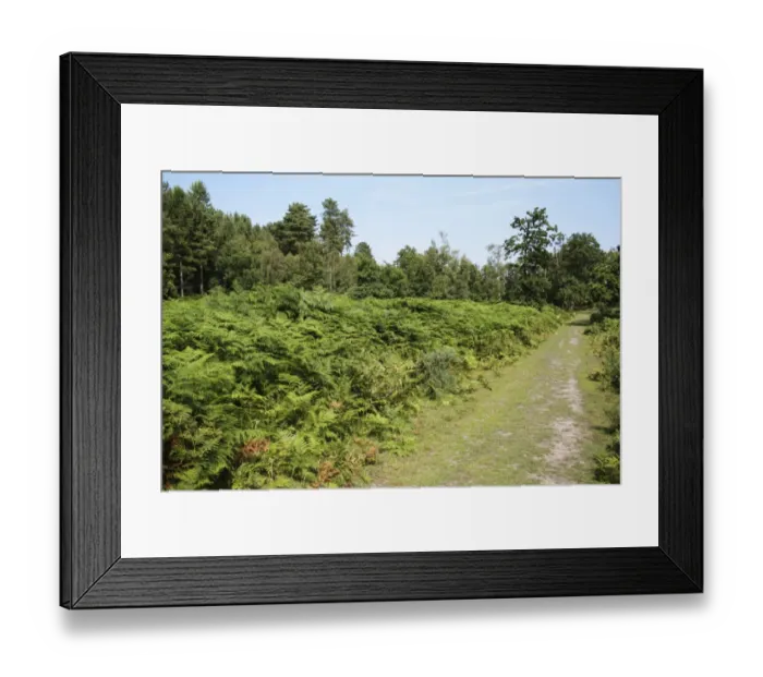 Framed Print : Bracken (Pteridium aquilinum) mass growing beside track in forest habitat, Dunwich Forest, Suffolk, England, july Framed Print : Bracken (Pteridium aquilinum) mass growing beside track in forest habitat, Dunwich Forest, Suffolk, England, july
