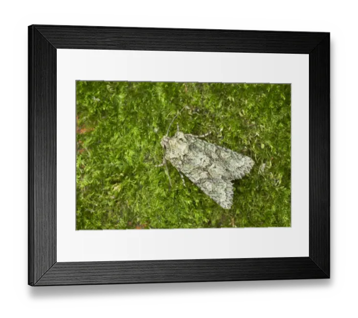 Framed Print : Brindled Green (Dryobotodes eremita) adult, resting on moss, Essex, England Framed Print : Brindled Green (Dryobotodes eremita) adult, resting on moss, Essex, England