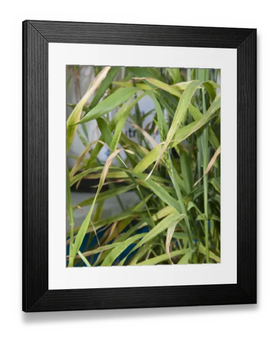 Framed Print : Wheat (Triticum aestivum) magnesium deficiency, close-up of leaves