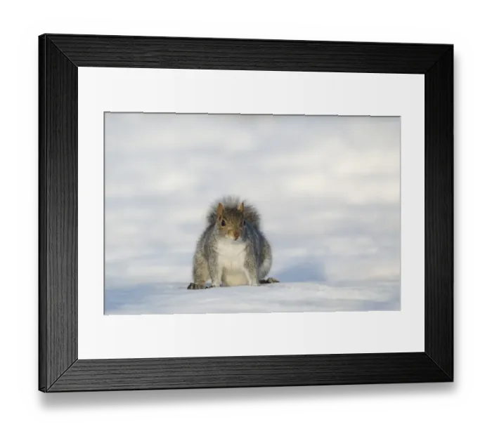 Framed Print : Eastern Grey Squirrel (Sciurus carolinensis) introduced species, adult, standing on snow, Sheffield, South Yorkshire, England, january