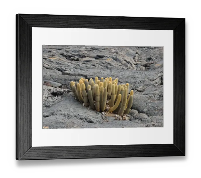 Framed Print : Lava Cactus (Brachycereus nesioticus) growing on lava rock, Galapagos Islands Framed Print : Lava Cactus (Brachycereus nesioticus) growing on lava rock, Galapagos Islands