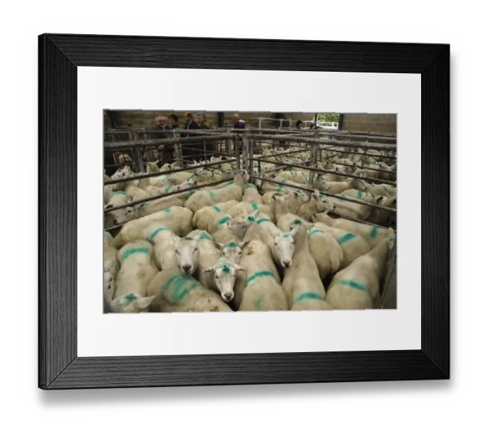 Framed Print : Domestic Sheep, draught ewes, with markings sprayed on, flock in pens at market, Holmfirth Livestock Market, Yorkshire, England, october Framed Print : Domestic Sheep, draught ewes, with markings sprayed on, flock in pens at market, Holmfirth Livestock Market, Yorkshire, England, october