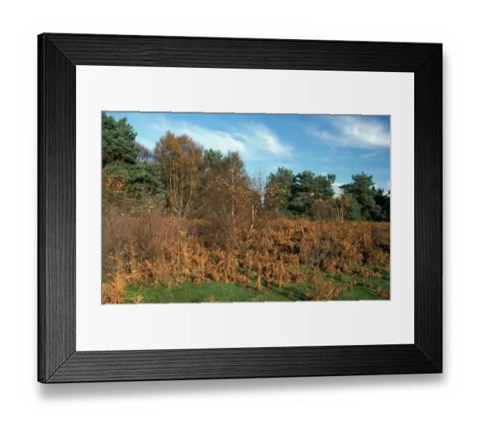 Framed Print : Heathland Sutton and Hollesley Heaths - Suffolk Framed Print : Heathland Sutton and Hollesley Heaths - Suffolk