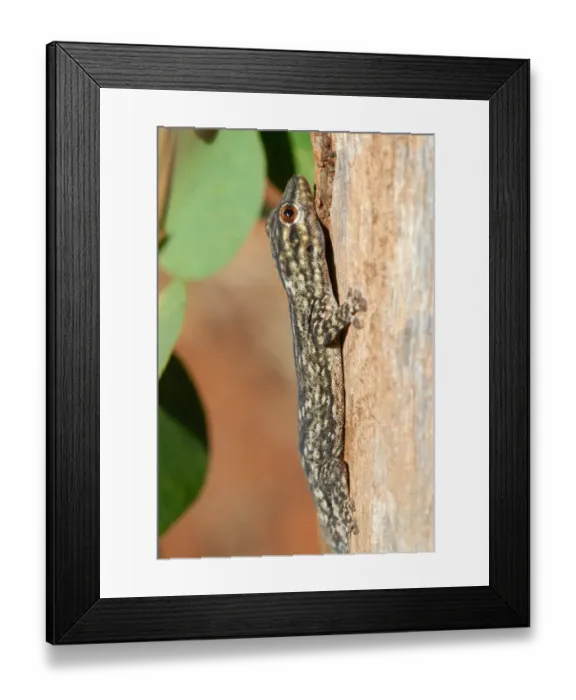 Framed Print : Thicktail Day Gecko (Phelsuma mutabilis) adult, climbing tree trunk in gallery forest, Berenty Nature Reserve, Southern Madagascar, august Framed Print : Thicktail Day Gecko (Phelsuma mutabilis) adult, climbing tree trunk in gallery forest, Berenty Nature Reserve, Southern Madagascar, august