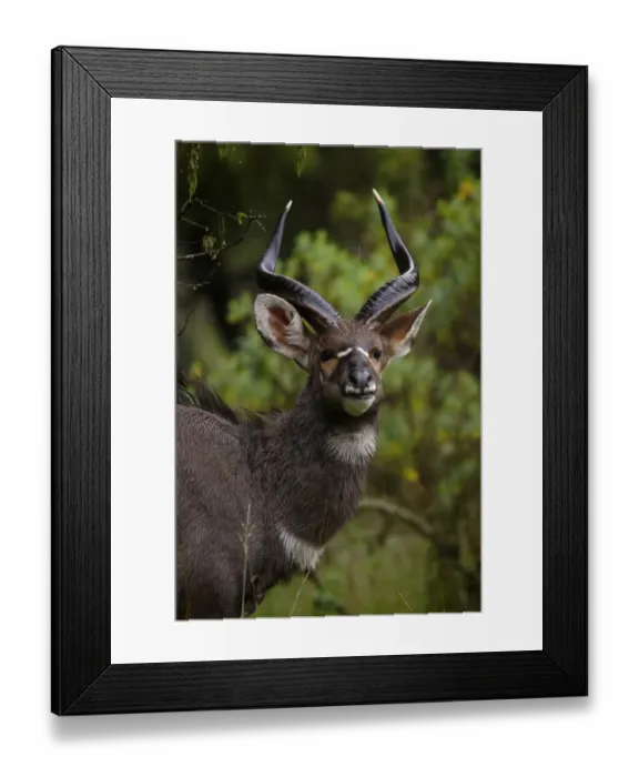Framed Print : Mountain Nyala (Tragelaphus buxtoni) adult male, close-up of head, in drizzle, Bale Mountains, Oromia, Ethiopia Framed Print : Mountain Nyala (Tragelaphus buxtoni) adult male, close-up of head, in drizzle, Bale Mountains, Oromia, Ethiopia