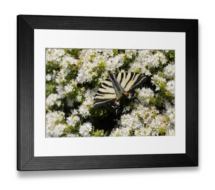 Framed Print : Scarce Swallowtail (Iphiclides podalirius) adult, resting on flowers Framed Print : Scarce Swallowtail (Iphiclides podalirius) adult, resting on flowers