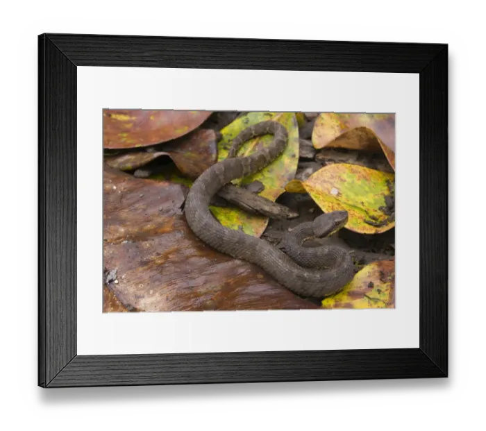 Framed Print : Andean Lancehead (Bothrops andianus) adult, on leaf litter in cloudforest, Rocotal, between Cusco and Manu Park, Departemento Cuzco, Andes, Peru Framed Print : Andean Lancehead (Bothrops andianus) adult, on leaf litter in cloudforest, Rocotal, between Cusco and Manu Park, Departemento Cuzco, Andes, Peru