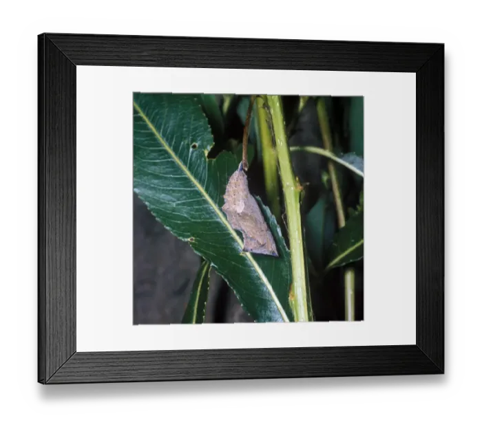 Framed Print : Camberwell Beauty (Nymphalis antiopa) pupa Framed Print : Camberwell Beauty (Nymphalis antiopa) pupa