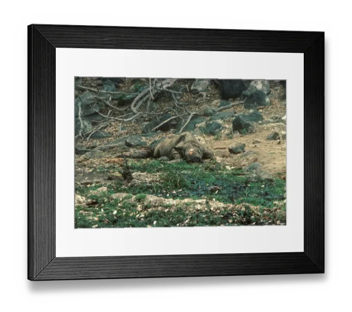 Framed Print : Black Rhinoceros (Diceros bicornis) dead adult, killed and horn taken by poachers, Tsavo West, Kenya Framed Print : Black Rhinoceros (Diceros bicornis) dead adult, killed and horn taken by poachers, Tsavo West, Kenya