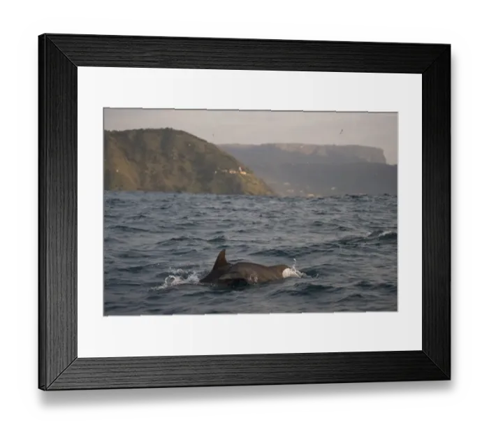 Framed Print : Common Bottlenose Dolphin (Tursiops truncatus) adult and juvenile, swimming at surface of sea, offshore Port St. Johns, Wild Coast, Eastern Cape (Transkei), South Africa Framed Print : Common Bottlenose Dolphin (Tursiops truncatus) adult and juvenile, swimming at surface of sea, offshore Port St. Johns, Wild Coast, Eastern Cape (Transkei), South Africa
