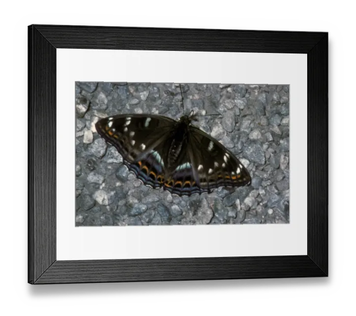 Framed Print : Poplar Admiral (Limenitis populi) Male / France Framed Print : Poplar Admiral (Limenitis populi) Male / France