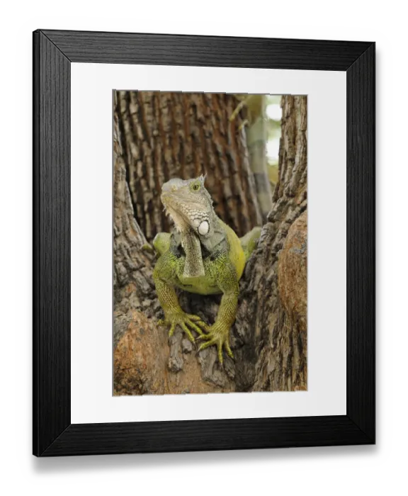 Framed Print : Green Iguana (Iguana iguana) adult, sitting in tree, Parque Bolivar, Guayaquil, Ecuador