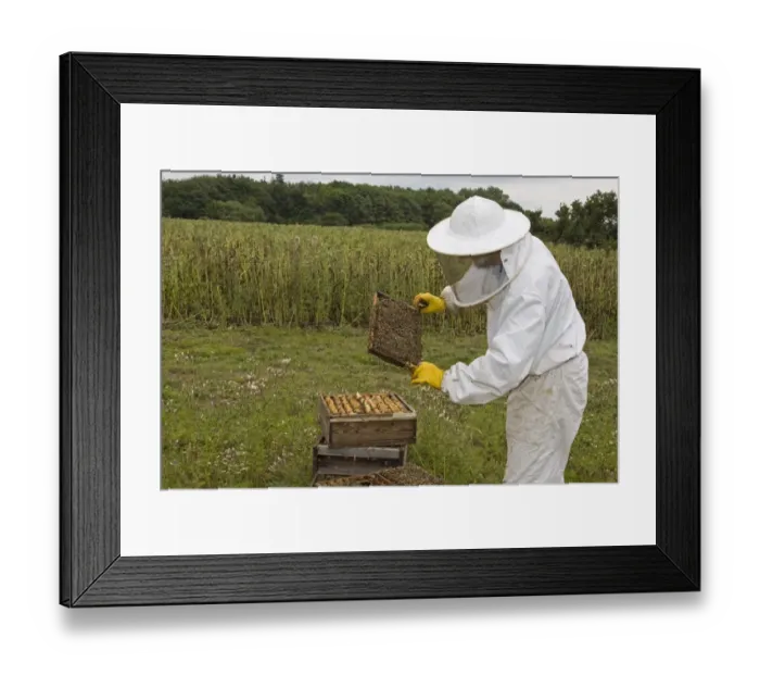 Framed Print : Bee keeping, beekeeper inspecting Western Honey Bees (Apis mellifera) on frame from hive, Norfolk, England, july