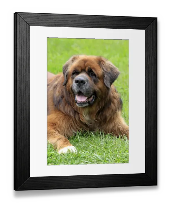 Framed Print : Domestic Dog, German Beardog, adult, close-up of head, laying on grass, Hockenheim, Baden-Wurttemberg, Germany, july Framed Print : Domestic Dog, German Beardog, adult, close-up of head, laying on grass, Hockenheim, Baden-Wurttemberg, Germany, july