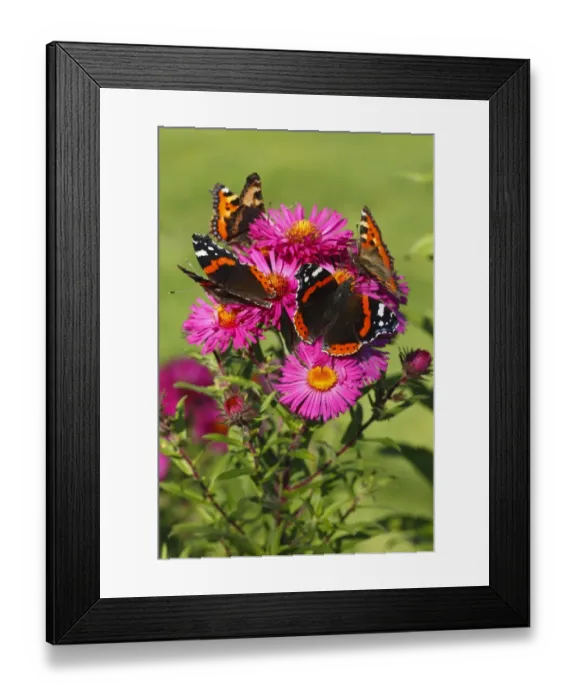 Framed Print : Red Admiral (Vanessa atalanta) and Small Tortoiseshell (Aglais urticae) adults, feeding on Michaelmas Daisy (Aster novae-angliae) flowers in garden, Powys, Wales, september