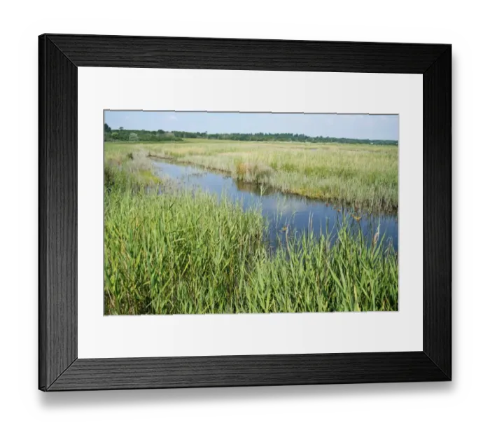 Framed Print : View of reedbed in coastal wetland habitat, Dingle Marshes Reserve, Suffolk, England, july Framed Print : View of reedbed in coastal wetland habitat, Dingle Marshes Reserve, Suffolk, England, july