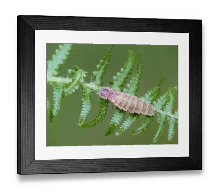 Framed Print : Common Glow-worm (Lampyris noctiluca) adult female, resting on fern frond, Northern Italy, july Framed Print : Common Glow-worm (Lampyris noctiluca) adult female, resting on fern frond, Northern Italy, july