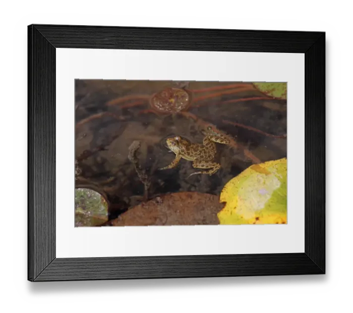 Framed Print : Skittering Frog (Euphlyctis cyanophlyctis) adult, resting at surface of water, Tala, Madhya Pradesh, India, november