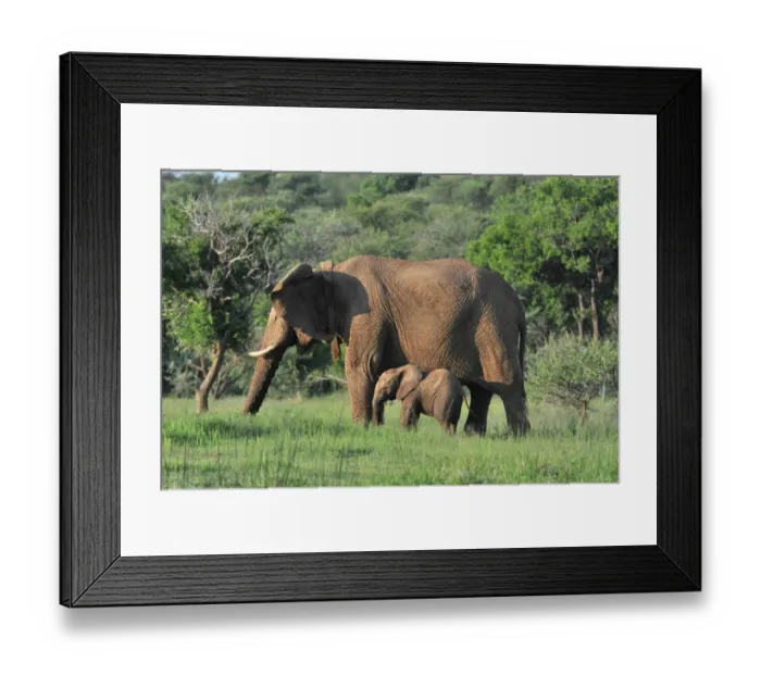 Framed Print : African Elephant (Loxodonta africana) adult female, wearing radio tracking collar, with young, standing in lowveld, Pilanesberg N. P. North West Province, South Africa Framed Print : African Elephant (Loxodonta africana) adult female, wearing radio tracking collar, with young, standing in lowveld, Pilanesberg N. P. North West Province, South Africa