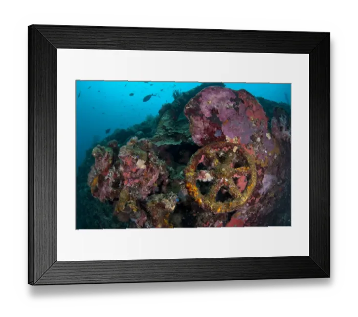 Framed Print : Fish swimming around coral encrusted wheel of shipwreck, Liberty Wreck, Tulamben, Bali, Lesser Sunda Islands, Indonesia Framed Print : Fish swimming around coral encrusted wheel of shipwreck, Liberty Wreck, Tulamben, Bali, Lesser Sunda Islands, Indonesia