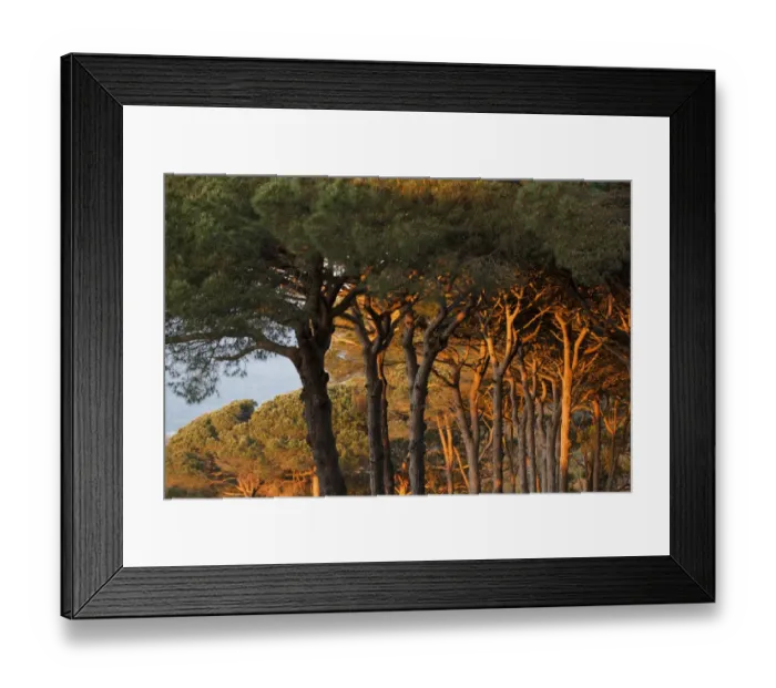 Framed Print : Mediterranean coastal Pine (Pinus sp. ) forest habitat in evening sunlight, Tangier, Morocco, april Framed Print : Mediterranean coastal Pine (Pinus sp. ) forest habitat in evening sunlight, Tangier, Morocco, april